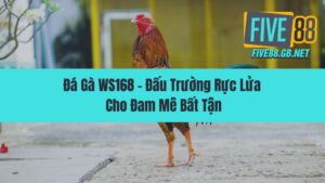 Đá Gà WS168 – Đấu Trường Rực Lửa Cho Đam Mê Bất Tận