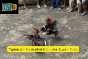 Đá Gà Cựa Sắt – Tìm Hiểu Luật Chơi Và Cách Cá Cược