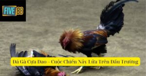 Đá Gà Cựa Dao – Cuộc Chiến Nảy Lửa Trên Đấu Trường